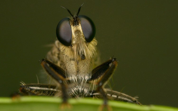 глаза, макро, насекомое, лапки, муха, крупным планом, eyes, macro, insect, legs, fly, closeup