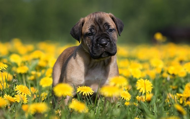 цветы, поле, лето, собака, щенок, одуванчики, размытый фон, flowers, field, summer, dog, puppy, dandelions, blurred background