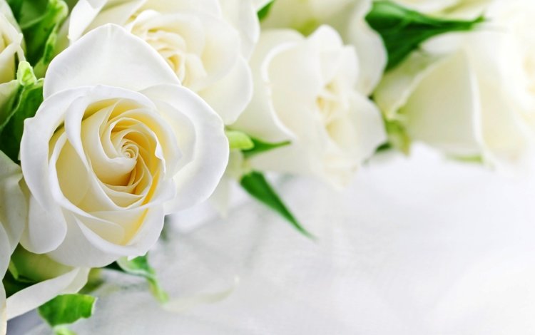 розы, белые, белая,  цветы, роз, roses, white, flowers