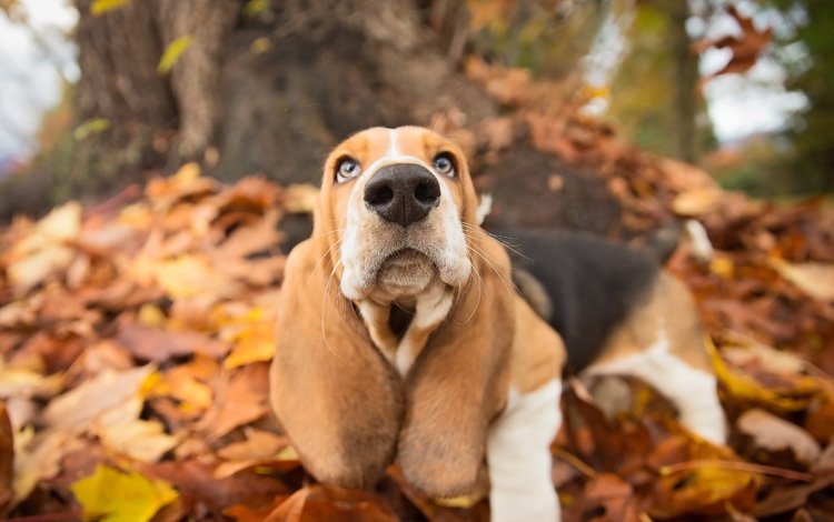 природа, взгляд, осень, собака, друг, пес, бассет, бассет-хаунд, nature, look, autumn, dog, each, bassett, the basset hound