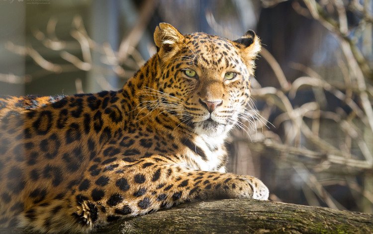солнце, кошка, взгляд, леопард, бревно, the sun, cat, look, leopard, log