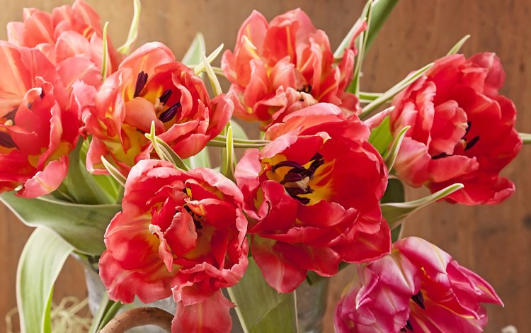 цветы, красные, букет, тюльпаны, крупным планом, flowers, red, bouquet, tulips, closeup
