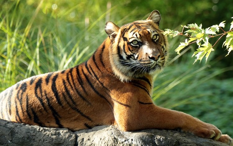 тигр, ветка, хищник, дикая кошка, суматранский тигр, tiger, branch, predator, wild cat, sumatran tiger