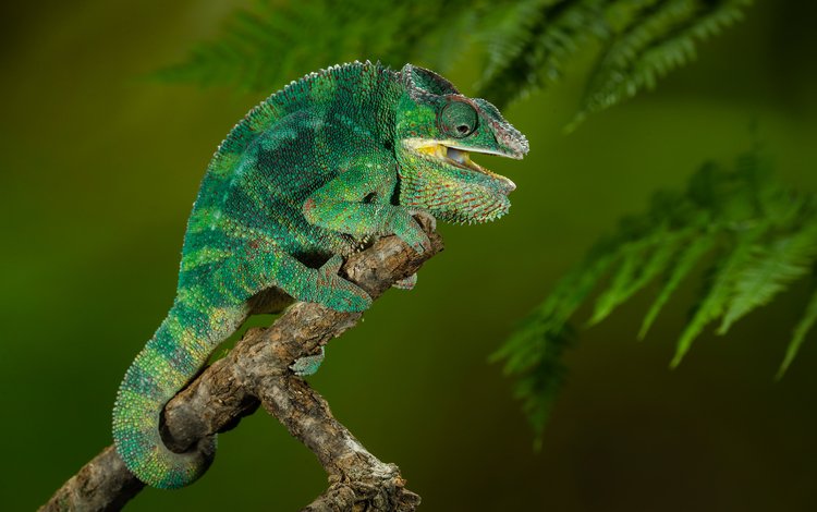 chamaeleo calyptratus, йеменский хамелеон, хамелеон ящерица, yemen chameleon, chameleon lizard