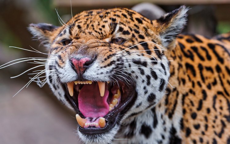 хищник, ягуар, животное, ягуа́р, predator, jaguar, animal