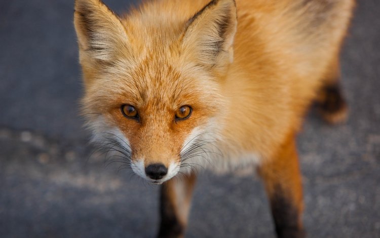 рыжая, лиса, хищник, лисица, животное, red, fox, predator, animal