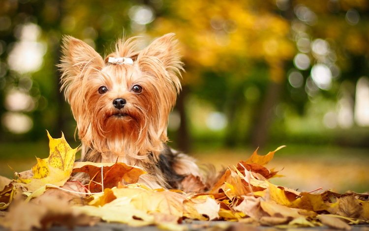 листья, взгляд, осень, собака, друг, йорк, йоркширский терьер, leaves, look, autumn, dog, each, york, yorkshire terrier