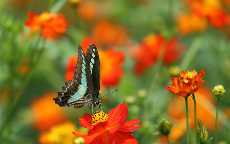 цветы, природа, бабочка, крылья, flowers, nature, butterfly, wings