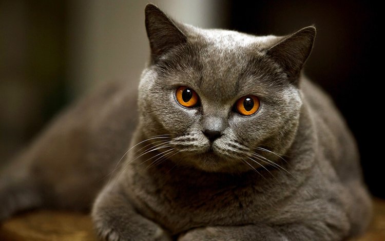 кот, мордочка, кошка, взгляд, британская короткошерстная, котище, cat, muzzle, look, british shorthair, fat cat