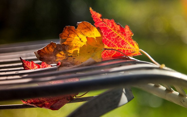 природа, осень, лист, nature, autumn, sheet
