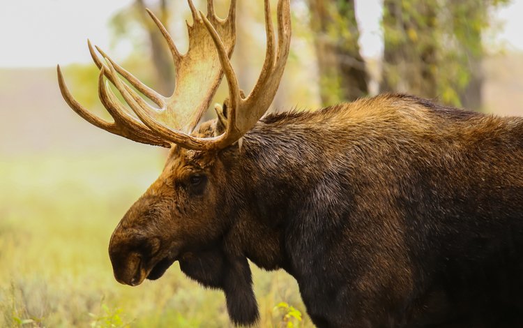 природа, профиль, животное, рога, лось, nature, profile, animal, horns, moose