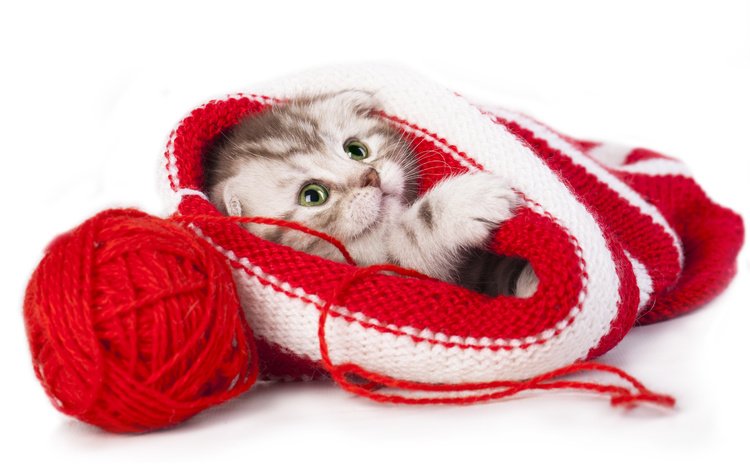 котенок, шапка, клубок, малыш, нитки, скоттиш-фолд, шотландская вислоухая кошка, kitty, hat, tangle, baby, thread, scottish fold, scottish fold cat