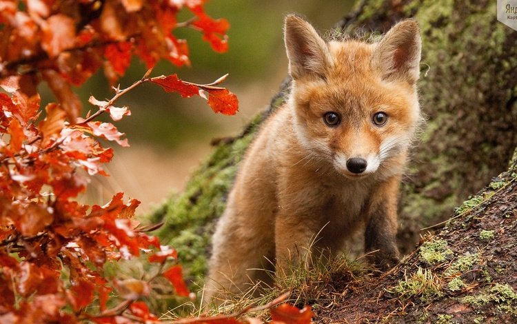 взгляд, осень, куст, лис, лисенок, look, autumn, bush, fox