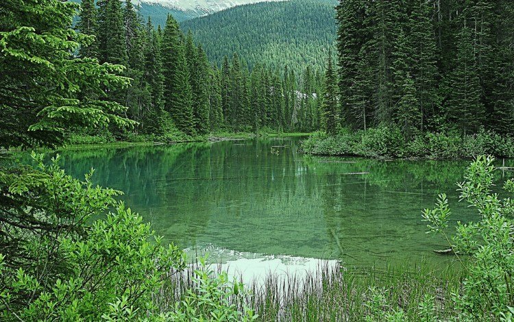 озеро, горы, лес, канада, скалистые горы, изумрудное озеро, lake, mountains, forest, canada, rocky mountains, emerald lake
