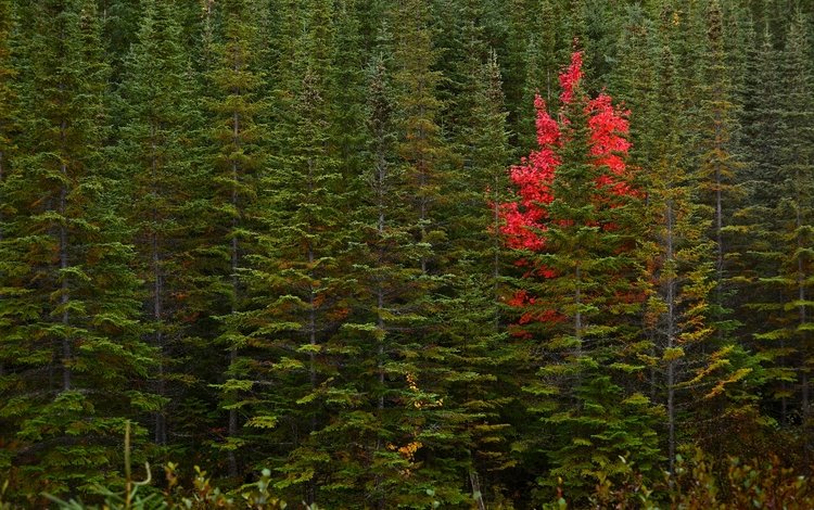 деревья, лес, осень, канада, ньюфаундленд, trees, forest, autumn, canada, newfoundland