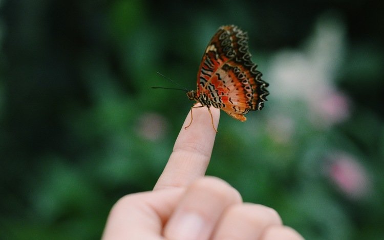 рука, насекомое, бабочка, пальцы, hand, insect, butterfly, fingers