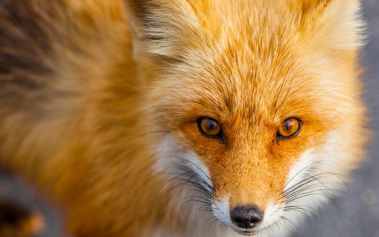 мордочка, взгляд, рыжая, лиса, хищник, лисица, животное, muzzle, look, red, fox, predator, animal