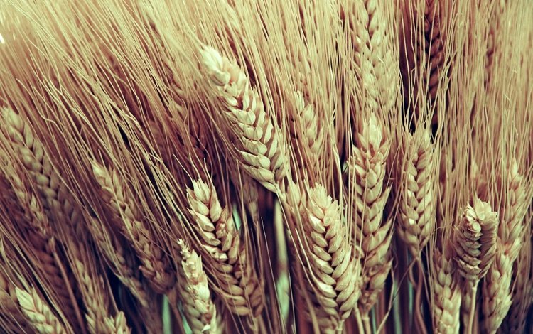 макро, колосья, пшеница, урожай, macro, ears, wheat, harvest