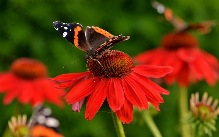 природа, насекомое, цветок, цвет, бабочка, эхинацея, nature, insect, flower, color, butterfly, echinacea