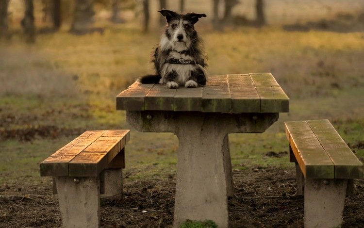 взгляд, стол, собака, скамейки, друг, терьер, pogmomadra, look, table, dog, benches, each, terrier