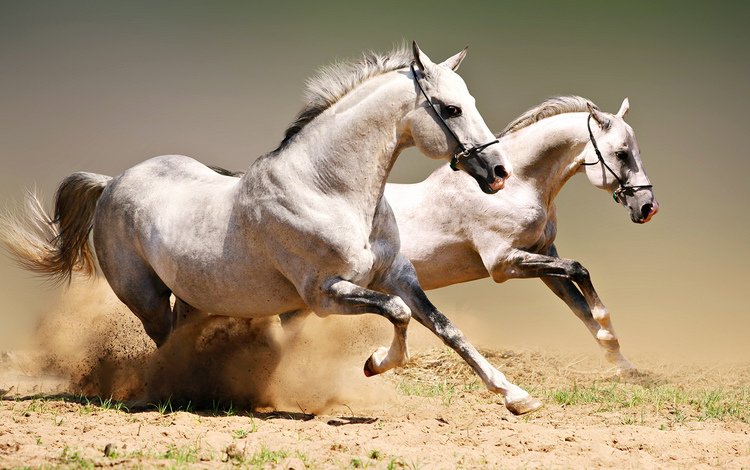 пара, лошади, кони, пыль, грива, бег, копыта, красавцы, pair, horse, horses, dust, mane, running, hooves, handsome