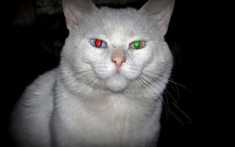 зелёный, кот, красный, белый, глаз, green, cat, red, white, eyes