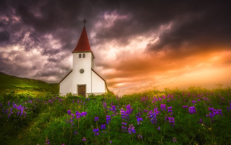 цветы, закат, луг, церковь, исландия, люпины, flowers, sunset, meadow, church, iceland, lupins