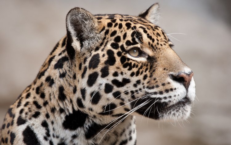 морда, кошка, взгляд, ягуар, face, cat, look, jaguar