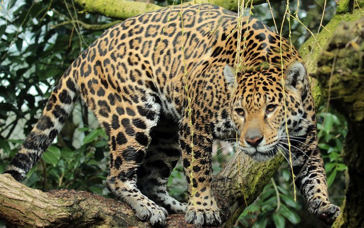 хищник, ягуар, животное, ягуа́р, predator, jaguar, animal