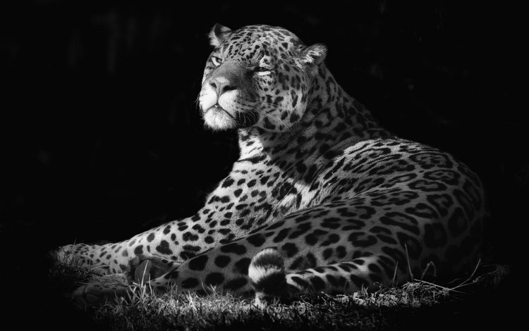 фон, шерсть, кошка, пятна, ягуар, background, wool, cat, spot, jaguar
