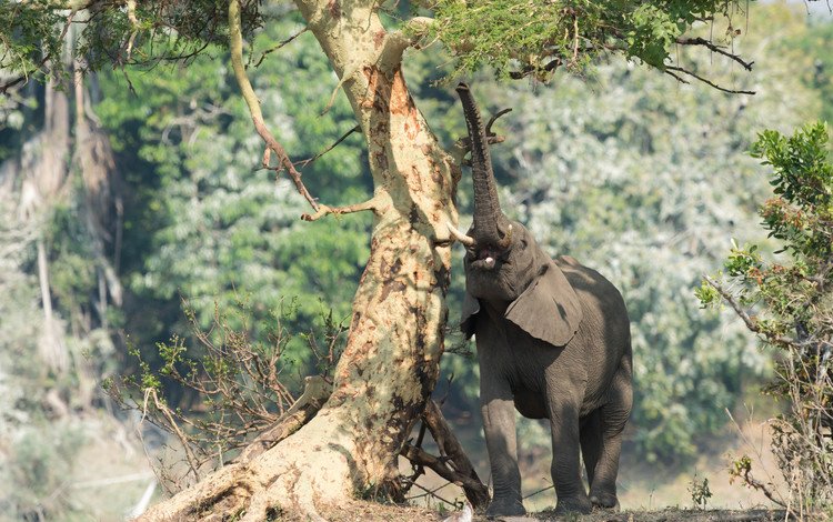 природа, дерево, слон, африка, хобот, nature, tree, elephant, africa, trunk