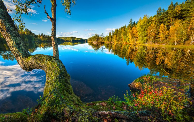 озеро, дерево, лес, отражение, норвегия, норвегии, бускеруд, sætre, хурум, lake, tree, forest, reflection, norway, buskerud, hurum