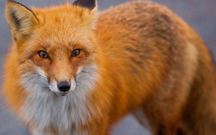 рыжая, лиса, хищник, лисица, животное, red, fox, predator, animal