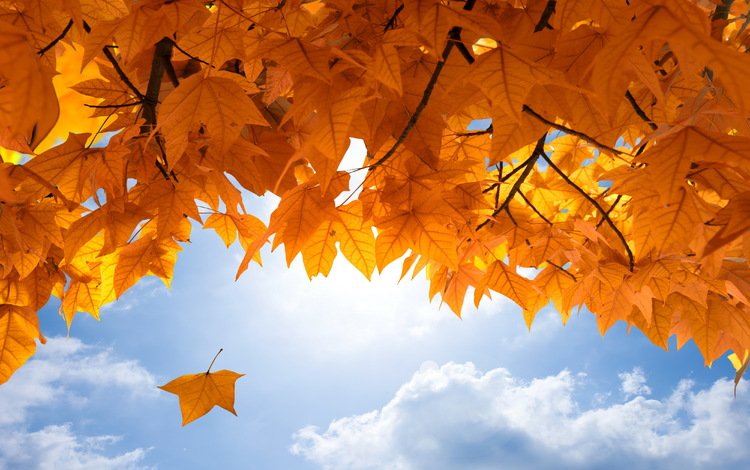 небо, листья, осень, клен, опадают, осен,  листья, the sky, leaves, autumn, maple, fall