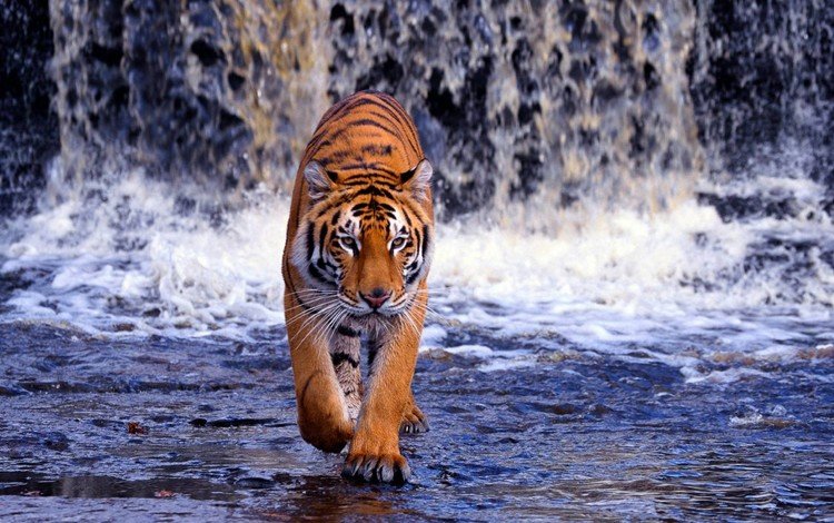 тигр, река, водопад, жищник, tiger, river, waterfall, isnic