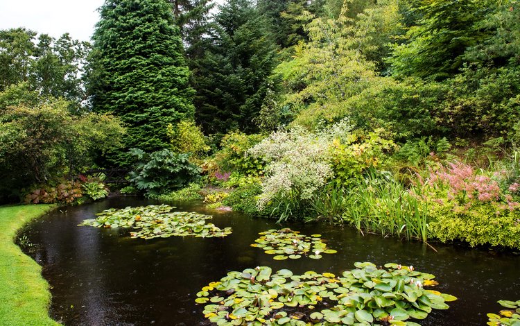 деревья, парк, кусты, пруд, шотландия, attadale gardens, strathcarron, trees, park, the bushes, pond, scotland