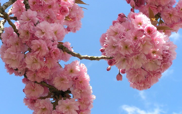 небо, цветы, ветки, сакура, флора, the sky, flowers, branches, sakura, flora