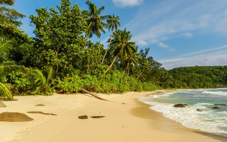 деревья, берег, пейзаж, море, пальмы, отдых, сейшельские острова, trees, shore, landscape, sea, palm trees, stay, seychelles