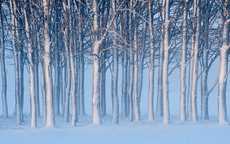 деревья, снег, зима, швеция, швеции, готланд, trees, snow, winter, sweden, gotland