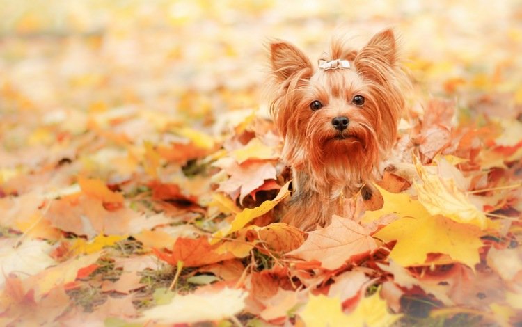 листья, взгляд, осень, собака, друг, leaves, look, autumn, dog, each