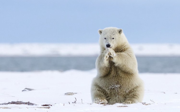 морда, снег, лапы, полярный медведь, медведь, белый медведь, аляска, face, snow, paws, polar bear, bear, alaska