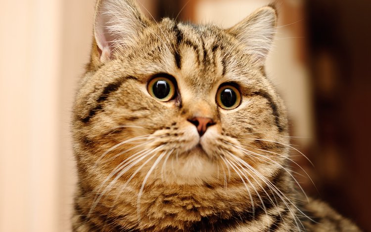 кошка, короткошерстная, британская, британская короткошерстная, cat, shorthair, british, british shorthair