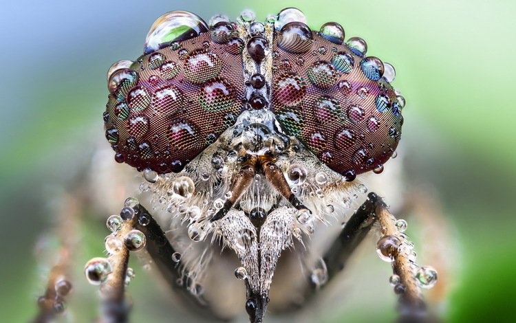 макро, насекомое, фон, macro, insect, background
