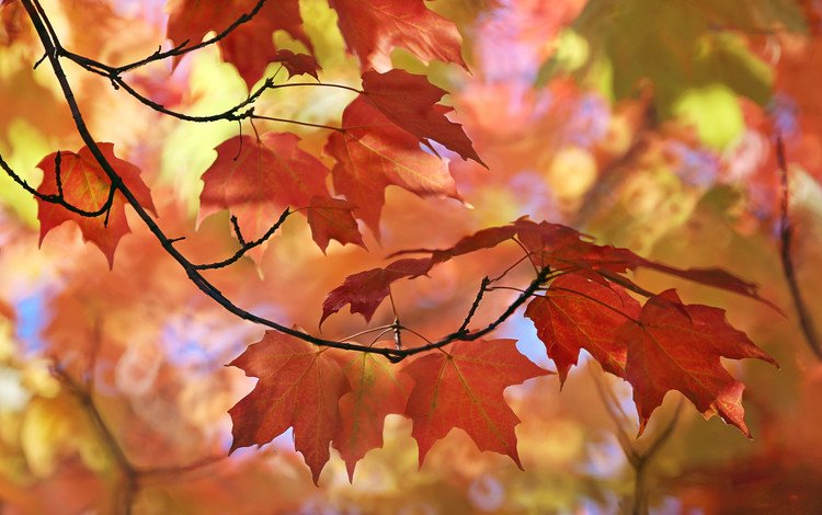 природа, листья, макро, осень, размытость, клен, nature, leaves, macro, autumn, blur, maple