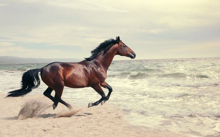 лошадь, вода, берег, волны, море, конь, скачет, коричневый, horse, water, shore, wave, sea, jump, brown