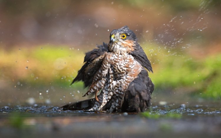 вода, птица, ястреб-перепелятник, water, bird, sparrowhawk