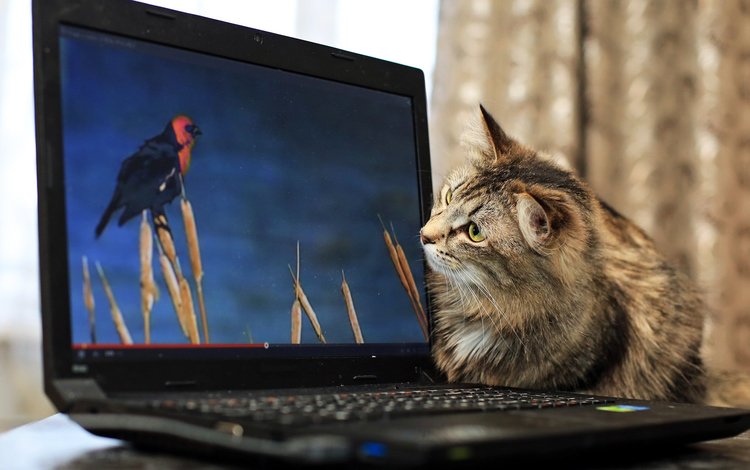 кот, монитор, птичка, котяра, cat, monitor, bird, tomcat