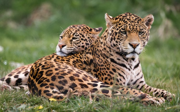 хищник, животное, ягуа́р, ягуары, predator, animal, jaguar, jaguars