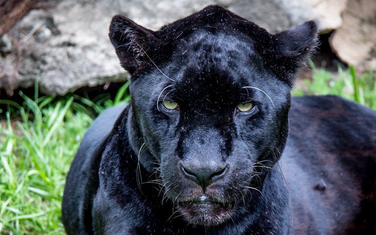 глаза, взгляд, хищник, пантера, eyes, look, predator, panther