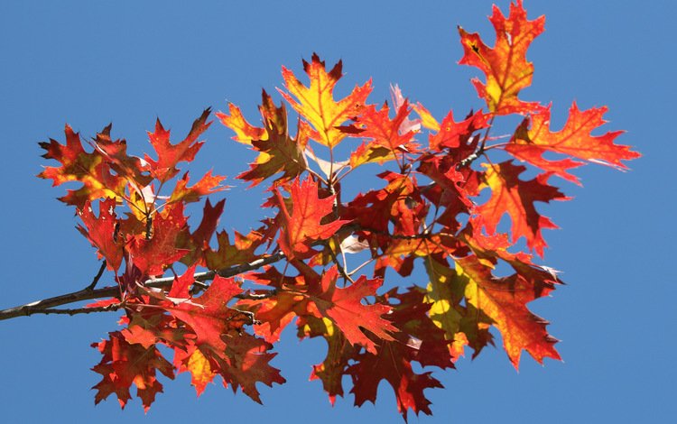 небо, ветка, листья, осень, багрянец, the sky, branch, leaves, autumn, the crimson